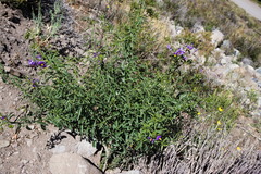 Solanum crispum