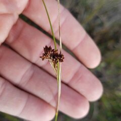 Rhynchospora microcarpa