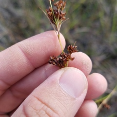 Rhynchospora microcarpa