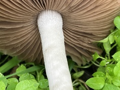 Coprinopsis uliginicola