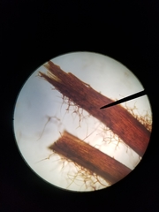 Rhizomnium punctatum