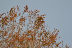 Blepharocalyx salicifolius