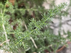 Asparagus acutifolius