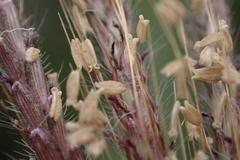 Dichanthium annulatum papillosum