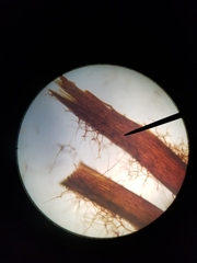 Rhizomnium punctatum