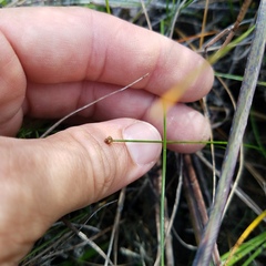 Eleocharis geniculata