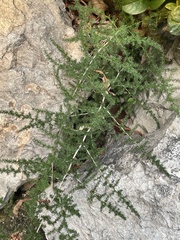 Asparagus acutifolius