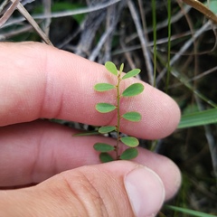 Phyllanthus caroliniensis