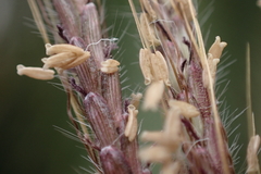 Dichanthium annulatum papillosum