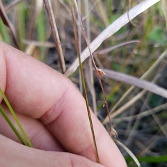 Scleria verticillata