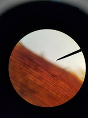 Rhizomnium punctatum