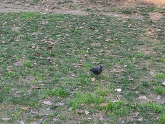 Corvus monedula