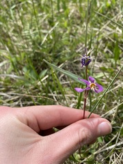 Dodecatheon