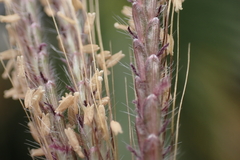 Dichanthium annulatum papillosum