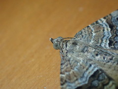 Hydriomena deltoidata
