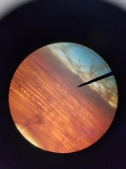 Rhizomnium punctatum