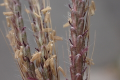 Dichanthium annulatum papillosum
