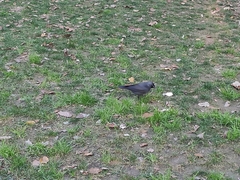 Corvus monedula