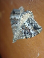 Hydriomena deltoidata