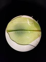 Rhizomnium punctatum