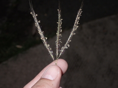 Dichanthium annulatum papillosum