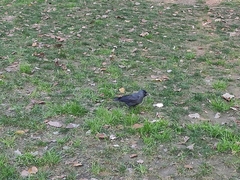 Corvus monedula