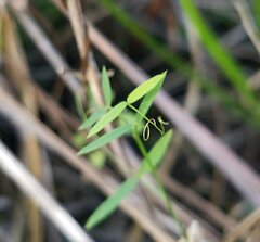 Vicia acutifolia