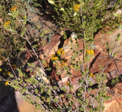 Lasiosiphon deserticola