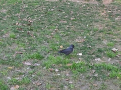 Corvus monedula