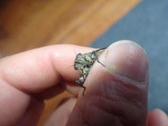 Amphipsalta strepitans