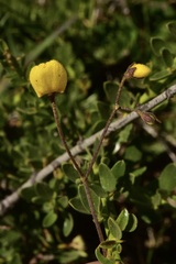 Calceolaria filicaulis