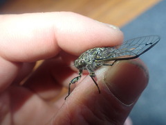 Amphipsalta strepitans