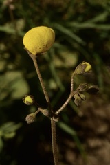 Calceolaria filicaulis