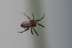 Alpaida veniliae