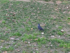 Corvus monedula