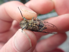 Amphipsalta strepitans