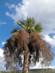 Sabal mexicana