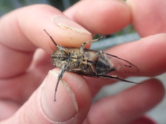 Amphipsalta strepitans