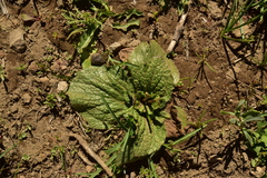 Calceolaria filicaulis
