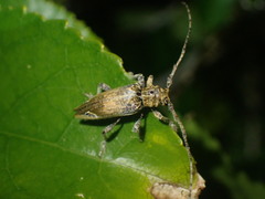Tetrorea cilipes