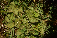 Calceolaria filicaulis