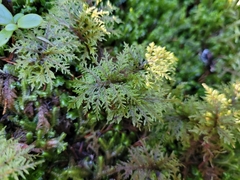 Hylocomium splendens