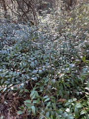 Leucothoe