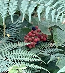 Rubus urticifolius