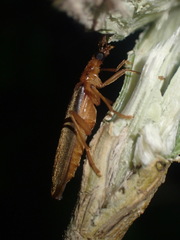 Thelyphassa lineata