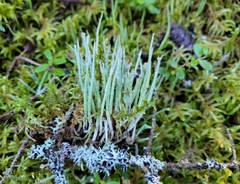 Cladonia maxima