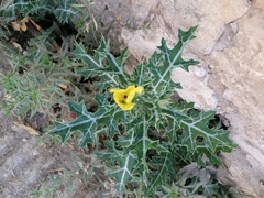 Argemone mexicana