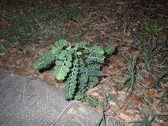 Phyllanthus leucanthus
