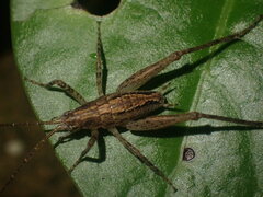 Macropathinae