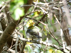 Setophaga americana